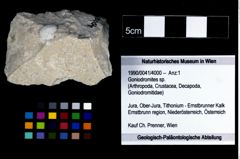 Foto (Objekt + Etikett) von Goniodromites sp.  (NHMW-GEO-1990-0041-4000)
